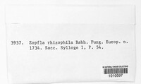 Zopfia rhizophila image